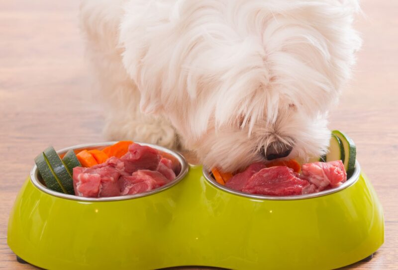 Cachorros e Alimentação Caseira