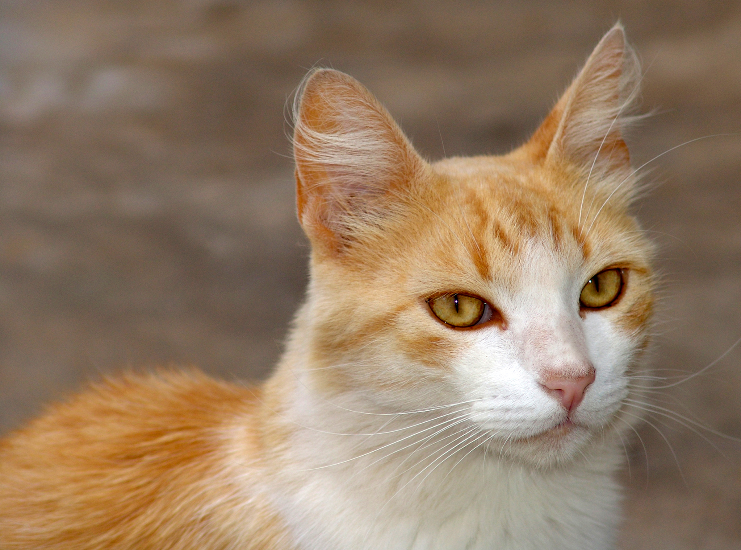 1. Descubra as raças de gato que vivem mais e aproveite sua companhia por muitos anos