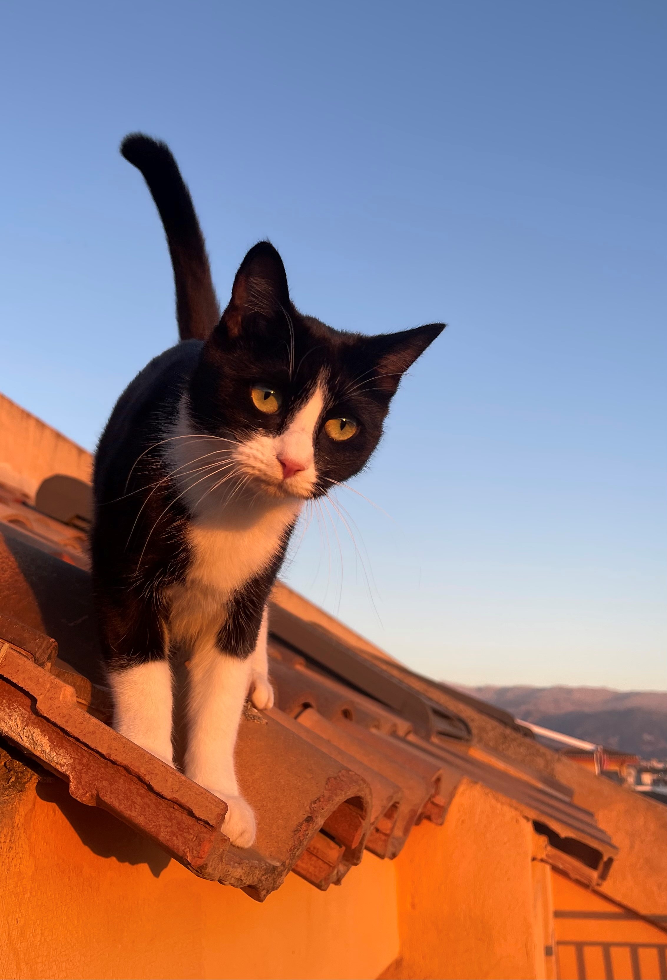 4. Cuidados especiais: como garantir uma vida longa e saudável para o seu gato