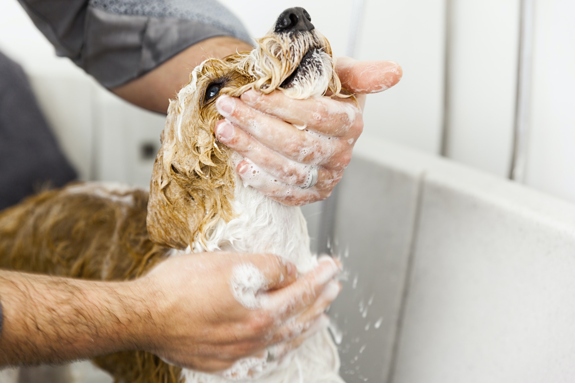Como dar Banho no Cachorro para Ele Ficar Cheiroso?