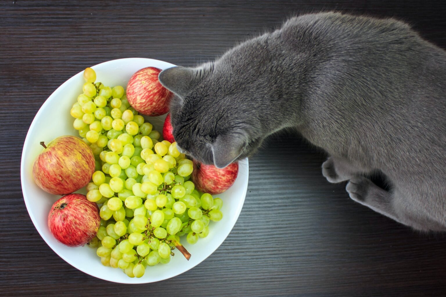 Frutas para Gato