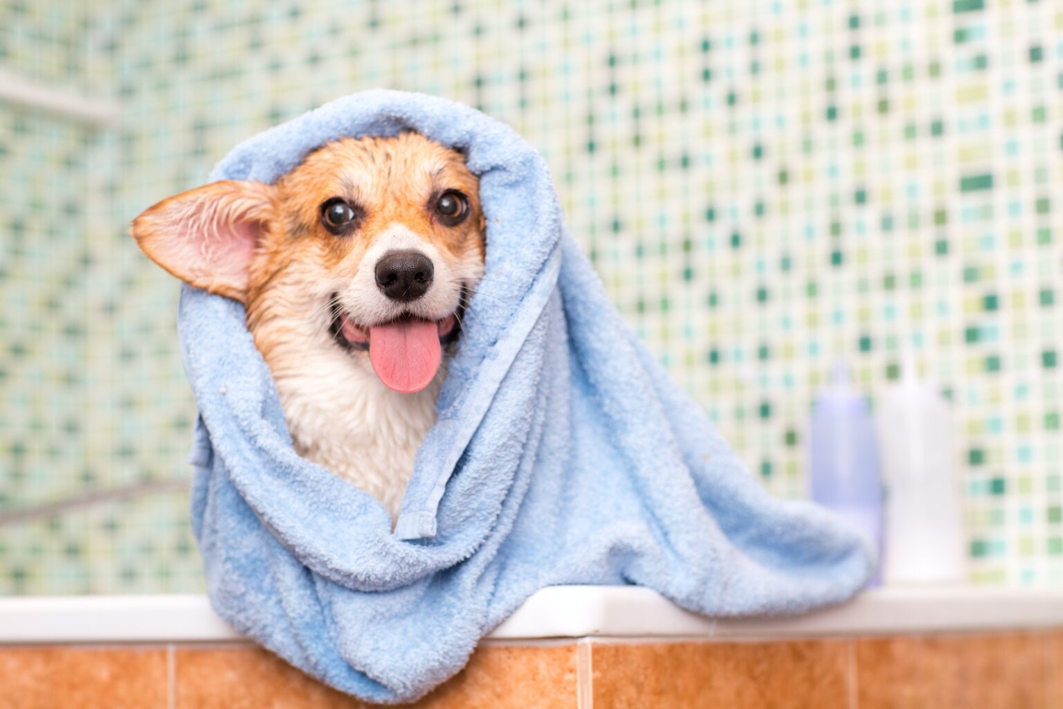 Pode dar banho em cachorro quando está no cio?