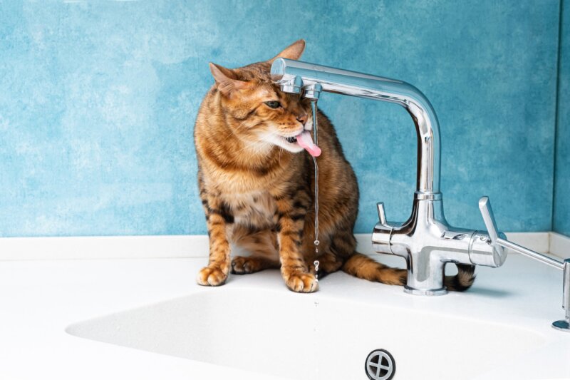 Gato Bebendo Água