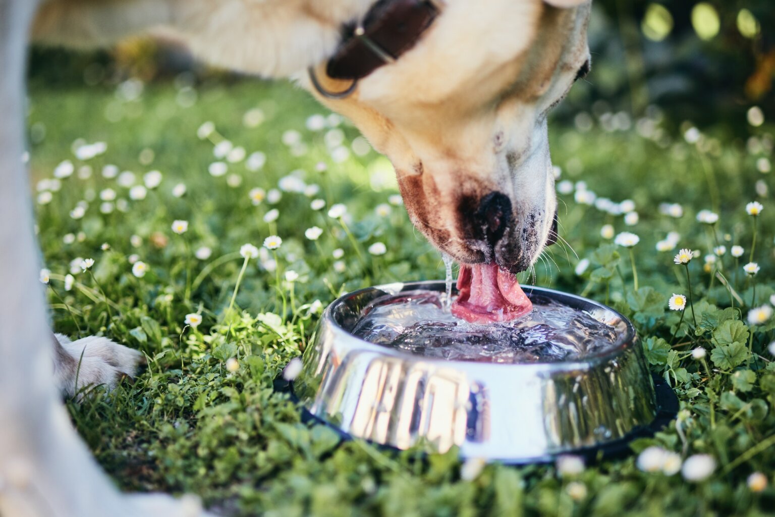 Cachorro Bebendo Água