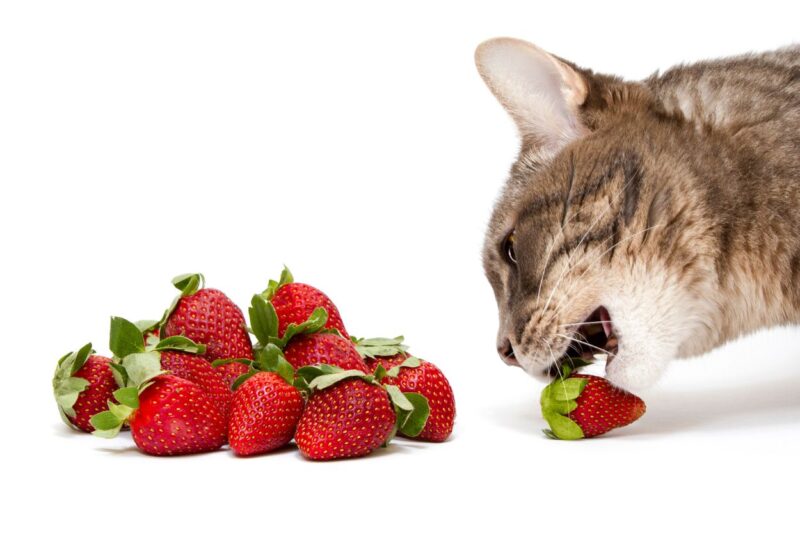 fruta preferida dos gatos