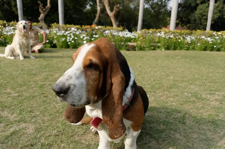Basset hound: personalidade, passeios e cuidados diários