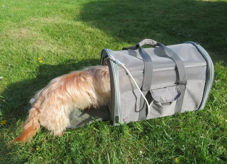 Caixa de transporte para gatos e cães: escolha e adaptação sem pressa