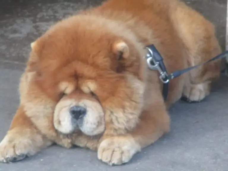 Chow chow: temperamento, pelagem e cuidados na convivência