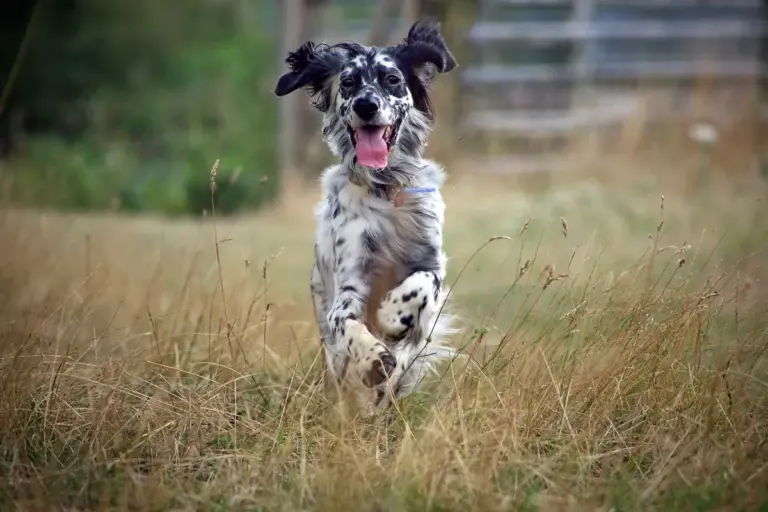 Como fazer o cachorro gastar energia com atividades adequadas