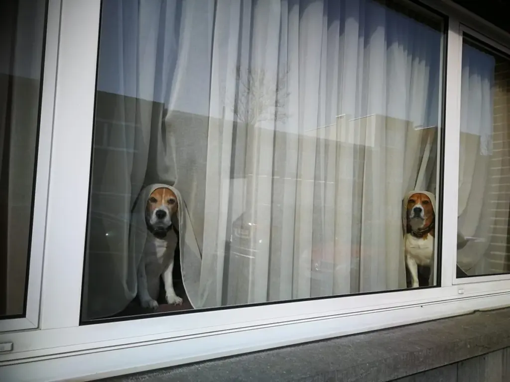 Dois cães pequenos olhando pela janela de uma casa, atrás da cortina
