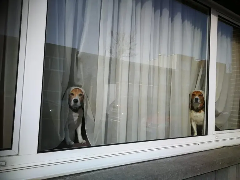Cachorro chora quando fica sozinho: como observar e ajudar