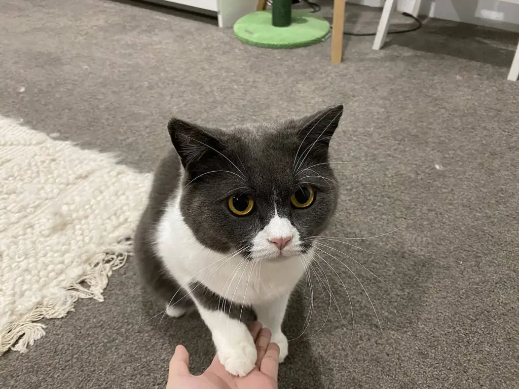 Gato preto e branco dando a pata para a mão de uma pessoa, sentado no chão da sala