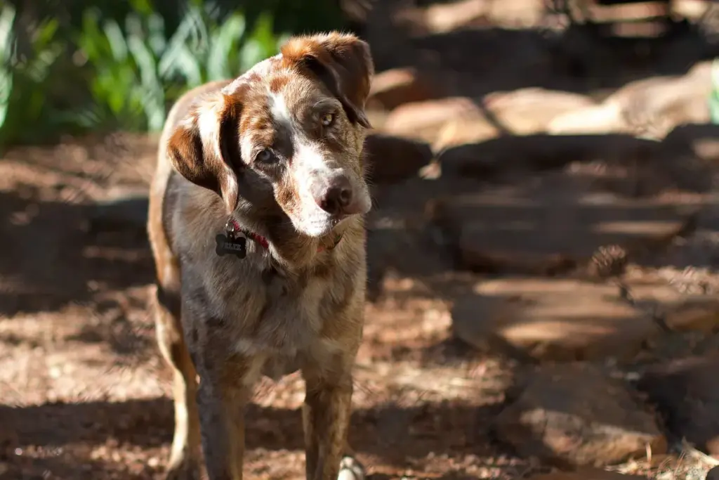 Cachorro malhado olhando para a câmera com atenção, em um quintal de terra e sombra