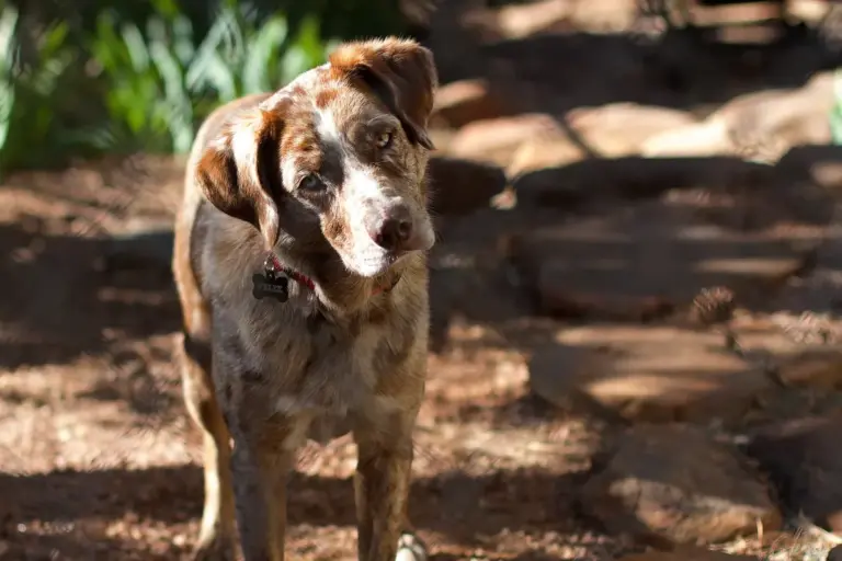 Como o cachorro aprende o nome e como ensinar a responder
