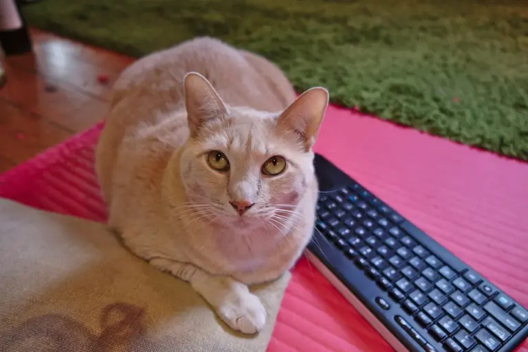 Gatos e cachorros no home office: organize trabalho, pausas e cuidados
