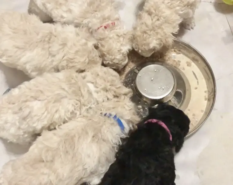 O que filhote de cachorro pode comer: do desmame à rotina de refeições