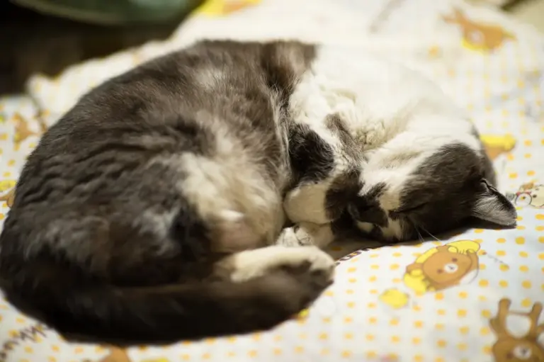 Por que o gato dorme tanto e quando a mudança no sono preocupa