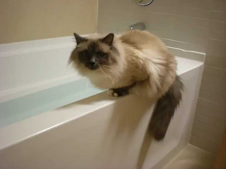 Por que muitos gatos não gostam de água e quando o banho é necessário