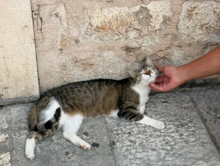 Por que muitos gatos não gostam de abraço e como oferecer carinho