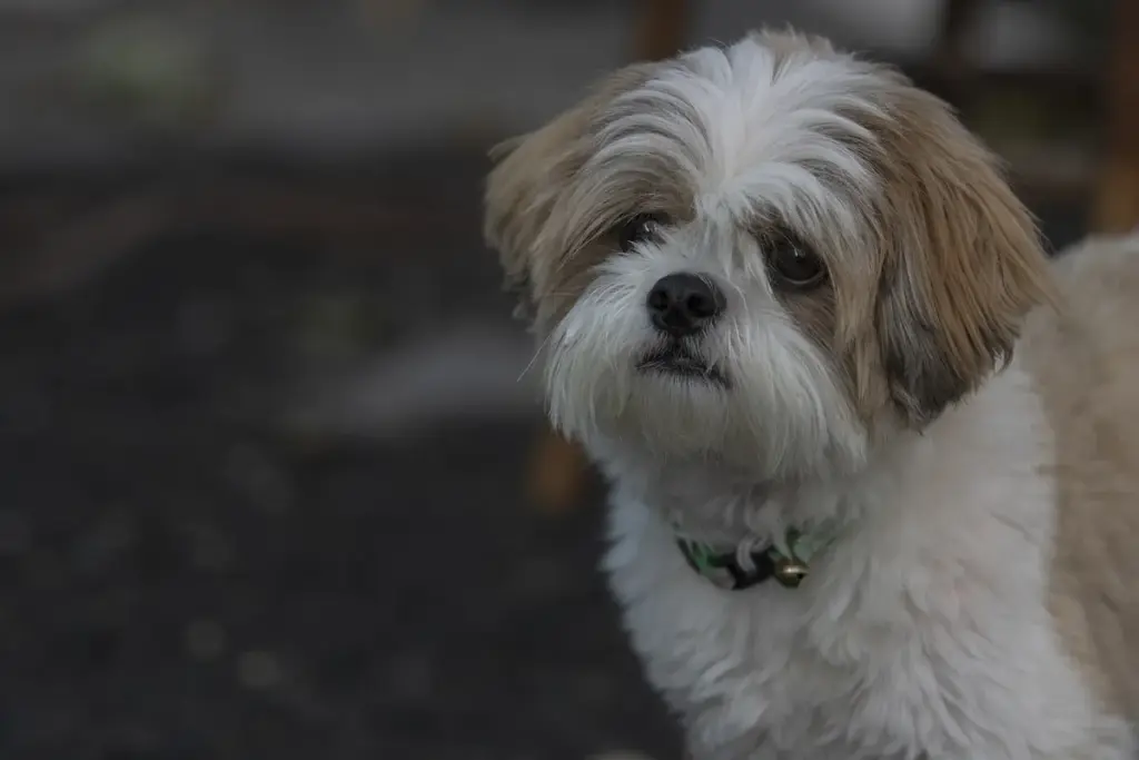 Shih tzu de pelagem branca e caramelo olhando para a câmera, sobre fundo escuro