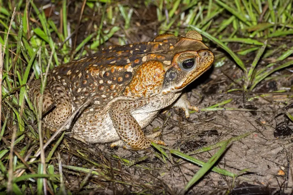 Sapo-cururu de pele rugosa sobre a terra, entre folhas de capim