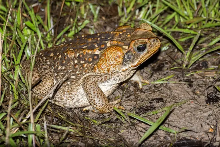 Cachorro mordeu sapo: o que fazer e quais medidas evitar