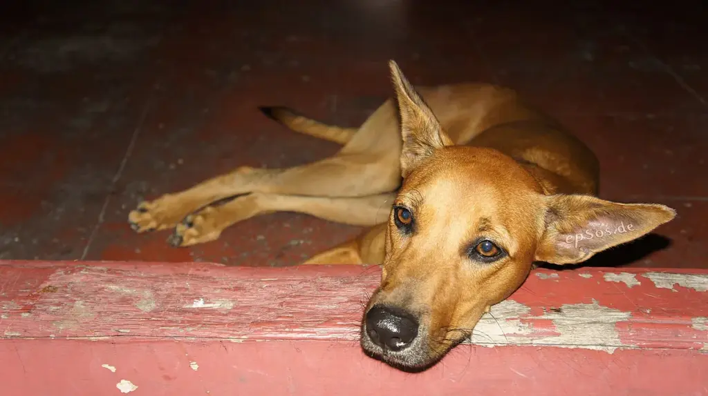 Cachorro caramelo deitado no chão com a cabeça baixa e o olhar desanimado