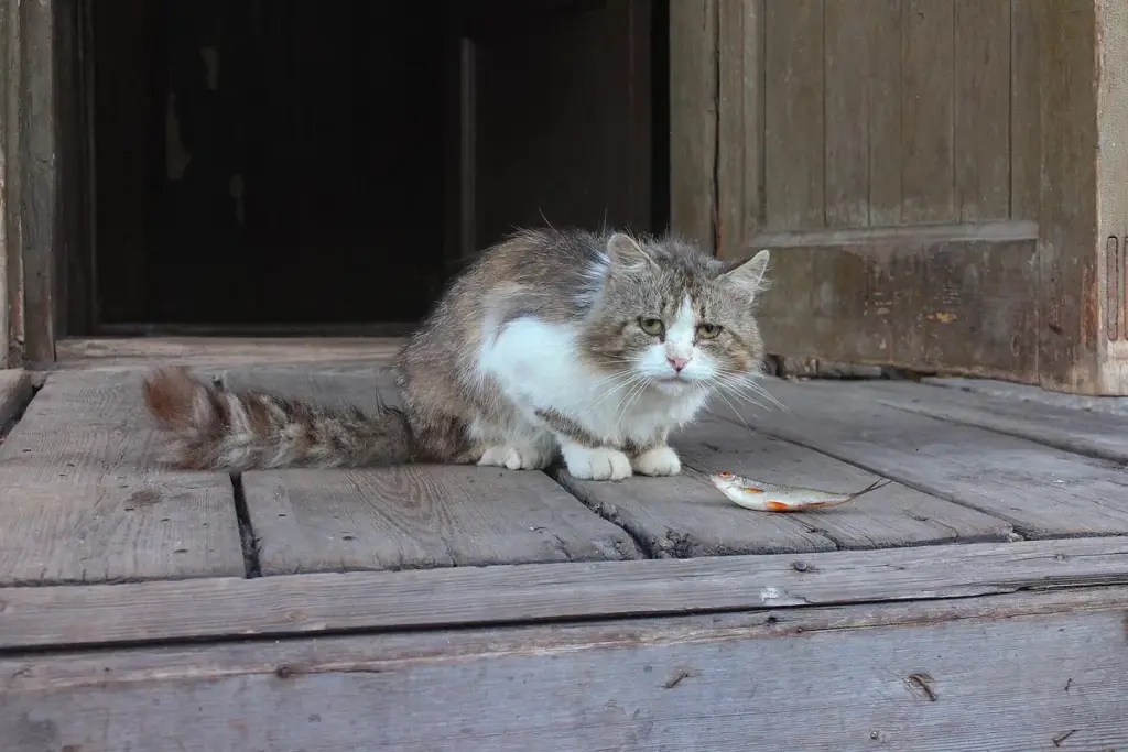 Gato de pelagem cinza e branca, já adulto, deitado na soleira de madeira de uma casa antiga
