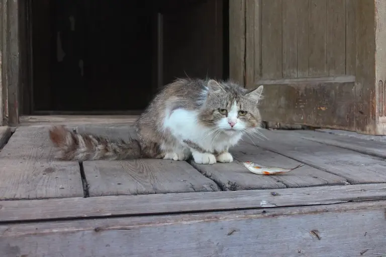 Quantos anos vive um gato? Longevidade e cuidados em cada fase