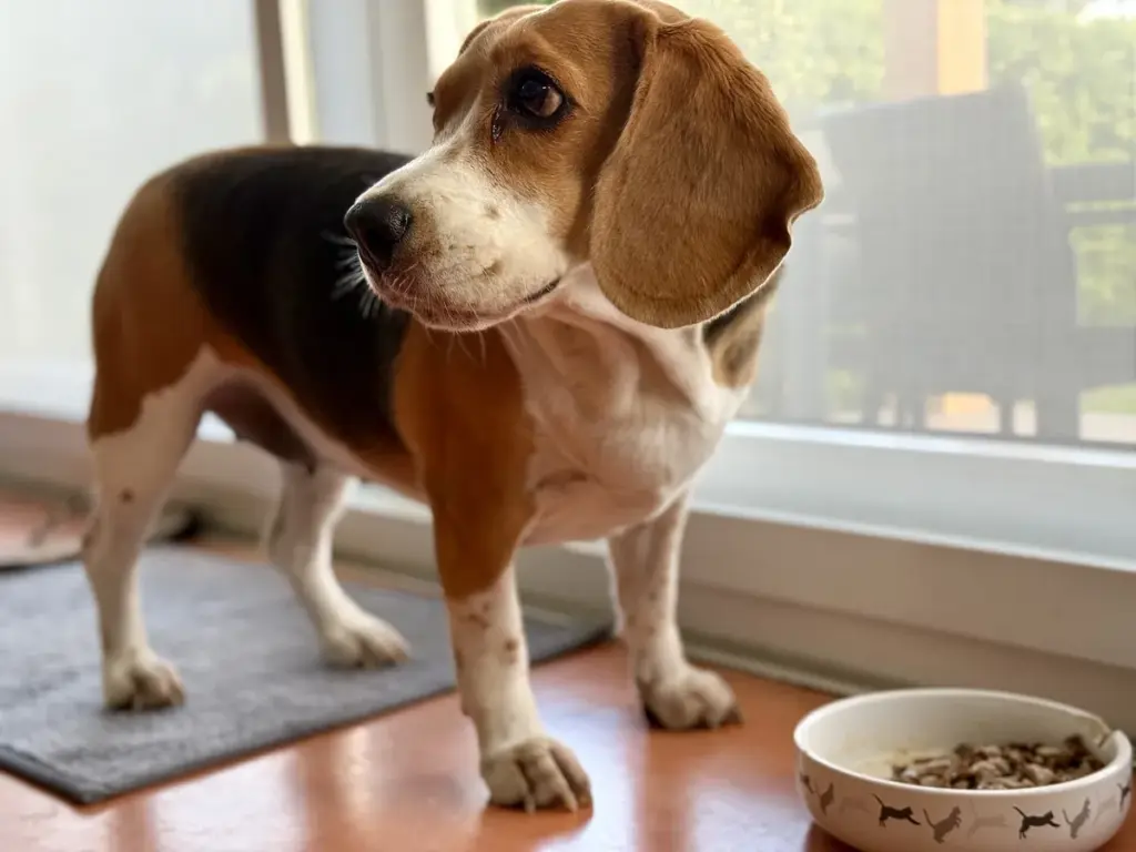 Beagle tricolor em pé dentro de casa, ao lado de uma tigela de ração e de uma janela