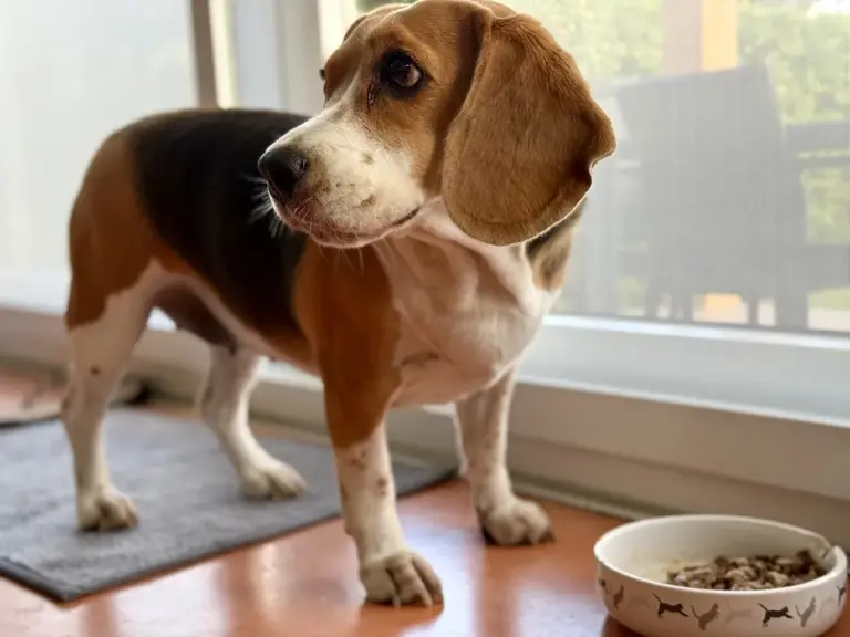 Beagle: personalidade, passeios e cuidados com o farejador