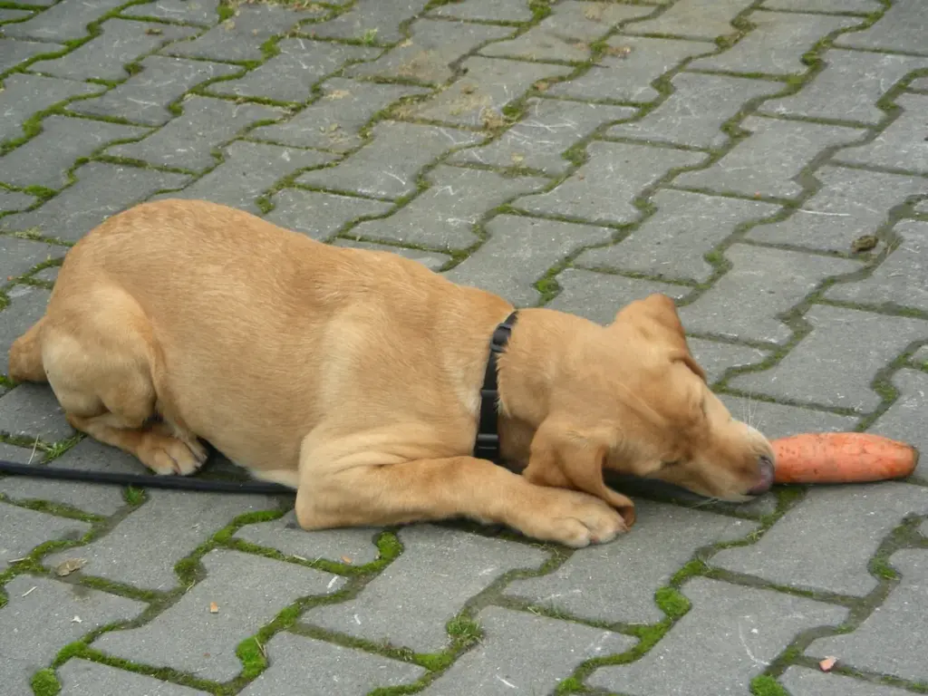 Cachorro mastigando um pedaço de cenoura
