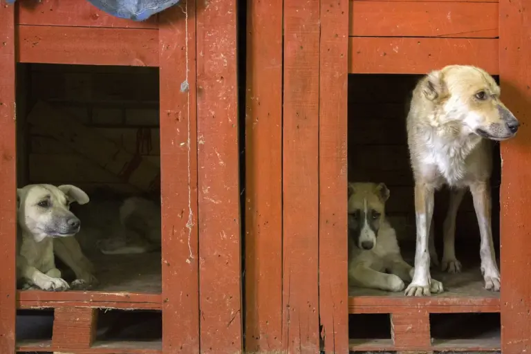 Como adotar um filhote de cachorro e preparar a chegada