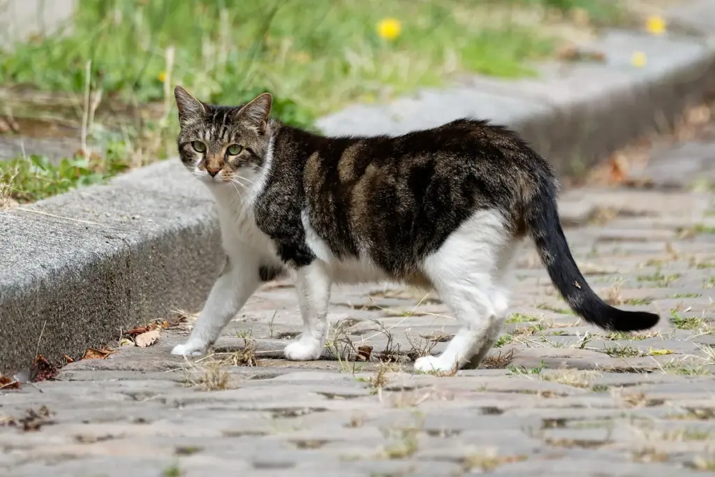 Gato tigrado de rua caminhando sobre uma calçada de pedras
