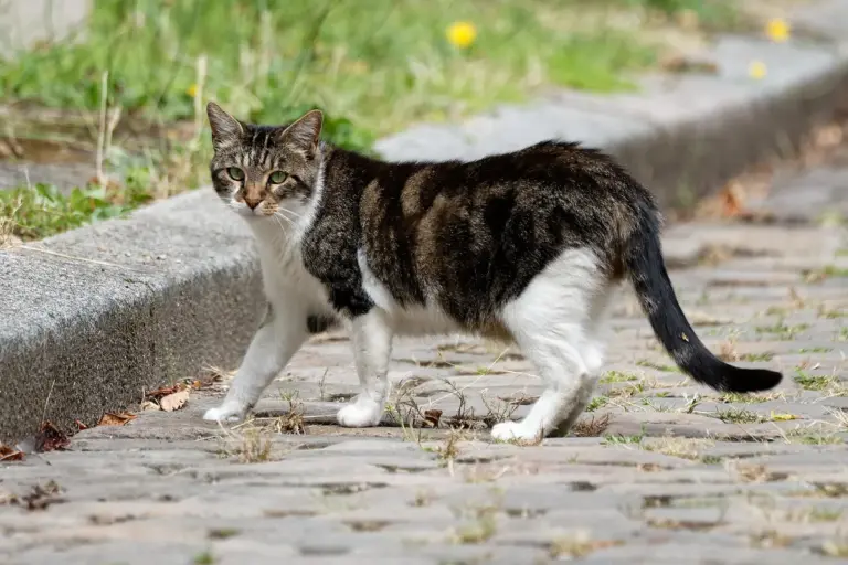 Como se aproximar de um gato de rua e ajudar sem assustá-lo