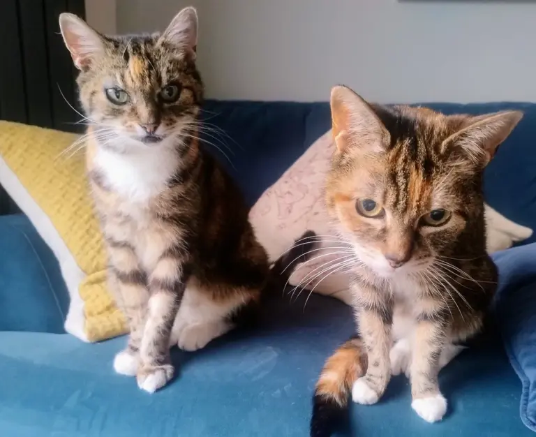 Como fazer dois gatos conviverem bem: apresentação e manejo