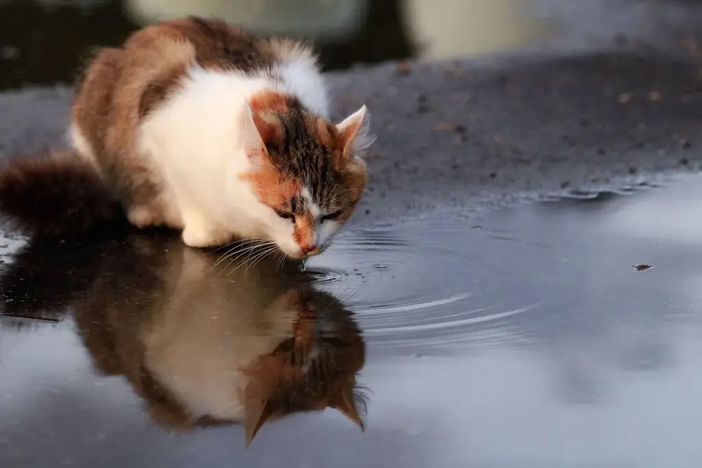 Gato branco e malhado bebendo água de uma poça, com o reflexo na superfície