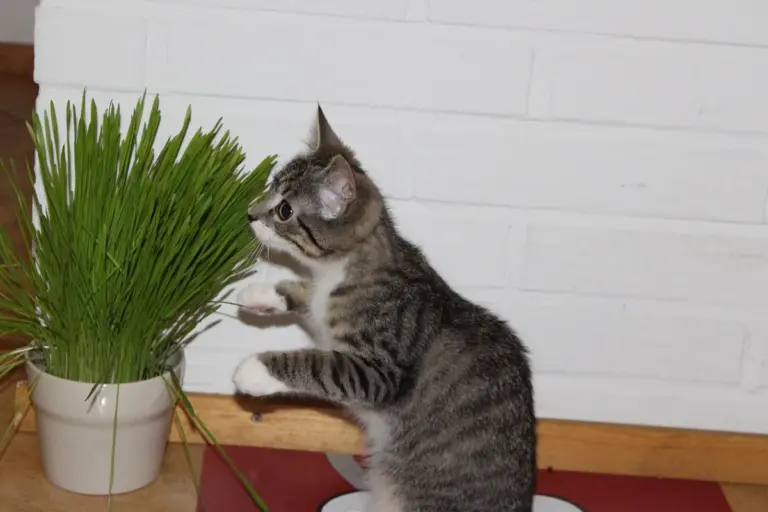 Matinho para gato: sementes, cultivo em vaso e cuidados ao oferecer