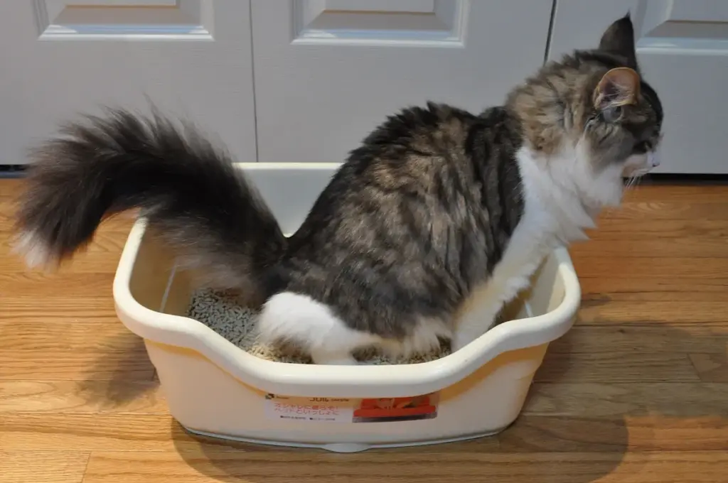 Gato tigrado de pelo longo usando uma caixa de areia aberta sobre o piso de madeira