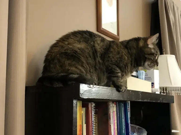 Prateleiras para gatos: como planejar um percurso seguro em casa