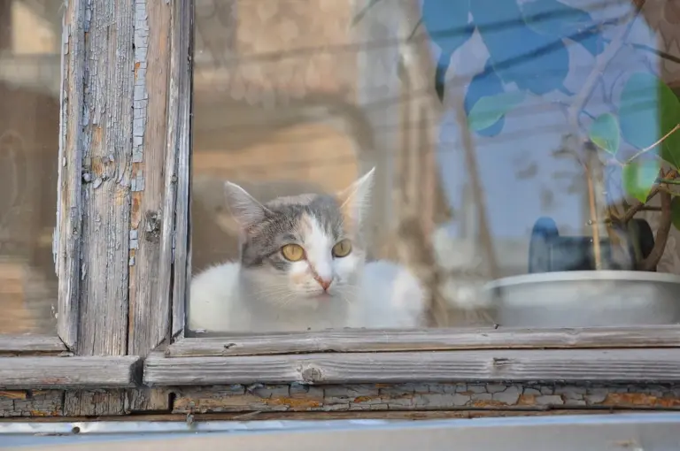 Tela de proteção para gatos: como escolher e conferir a instalação