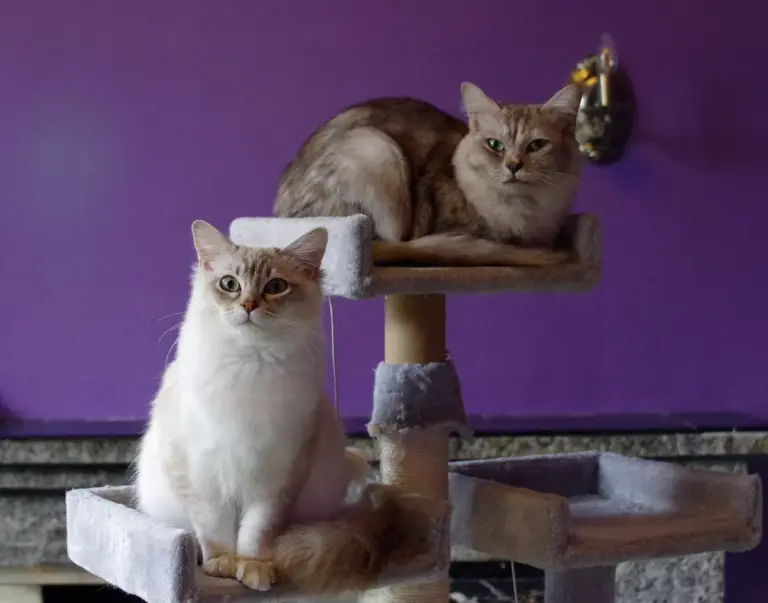 Arranhador para gato: como fazer um modelo simples e seguro em casa