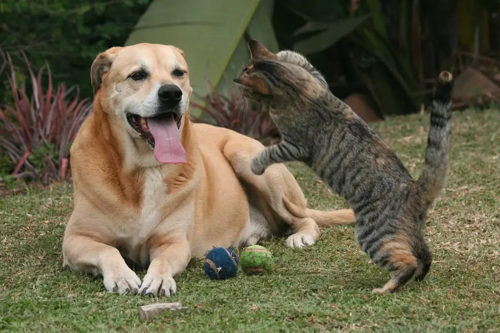 Cachorro caramelo deitado na grama brincando com um gato tigrado ao lado
