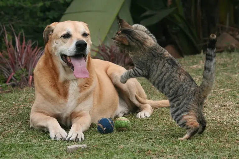 Como acostumar gato com cachorro: apresentação segura e gradual