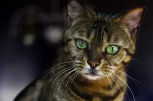 Raiva em gatos: como ocorre a transmissão e o que fazer após uma exposição