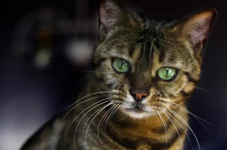 Raiva em gatos: como ocorre a transmissão e o que fazer após uma exposição
