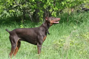 Doberman: temperamento, treinamento e cuidados com a saúde