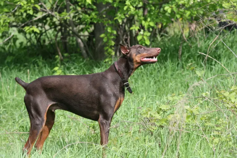 Doberman: temperamento, treinamento e cuidados com a saúde