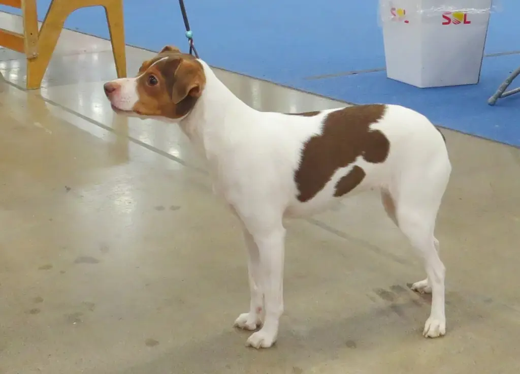 Terrier brasileiro, o fox paulistinha, de pelagem branca com manchas marrons, de perfil