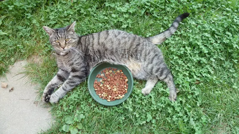 Gato é carnívoro obrigatório: como alimentar sem confundir carne com dieta completa